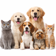 Collection image for: Dieren