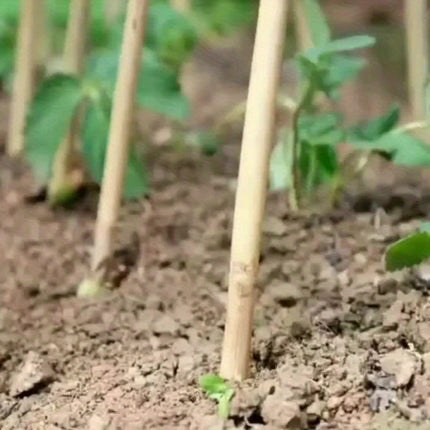 UNICORN Heavy Duty Natural Bamboo Plant Stakes Extra Long 50cm Garden Supports