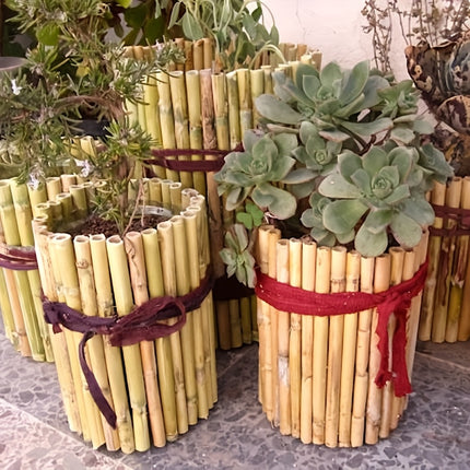 UNICORN Heavy Duty Natural Bamboo Plant Stakes Extra Long 50cm Garden Supports
