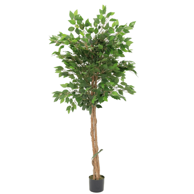 UNICORN Artificial Ficus 150cm