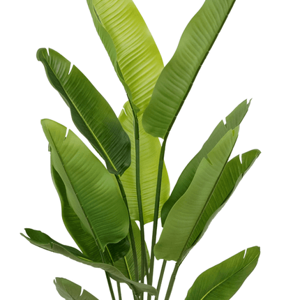 Strelitzia Kunstplant 160cm