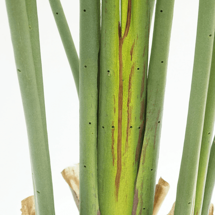 Strelitzia Kunstplant 160cm