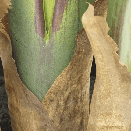 Strelitzia Kunstplant 160cm