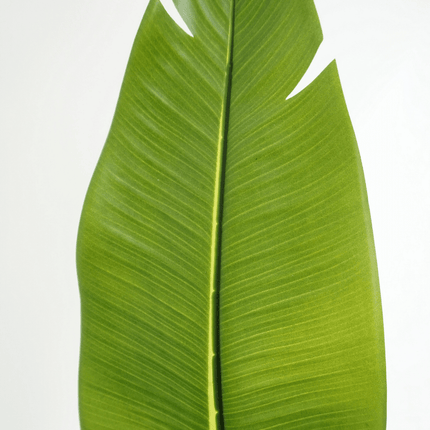 Strelitzia Kunstplant 160cm
