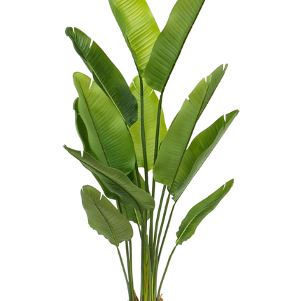 Strelitzia Kunstplant 160cm
