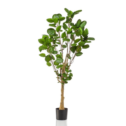 UNICORN Artificial plant - Polyscias - Aralia - 150 cm
