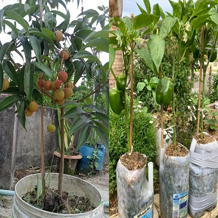 UNICORN Heavy Duty Natural Bamboo Plant Stakes Extra Long 50cm Garden Supports