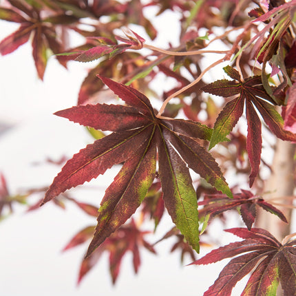 UNICORN 120Cm/160Cm Artificial Japanese Maple Tree in Deep Purple