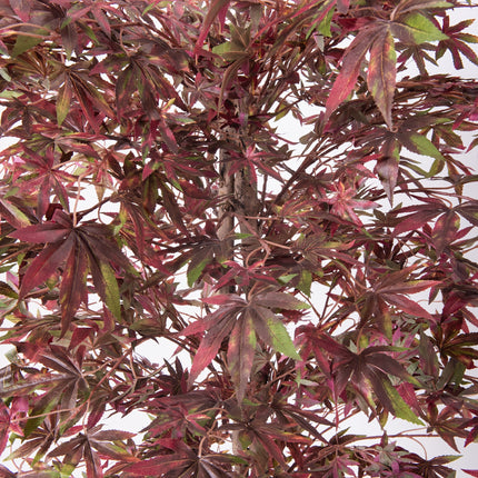 UNICORN 120Cm/160Cm Artificial Japanese Maple Tree in Deep Purple